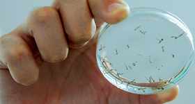 Mao com larvas de dengue