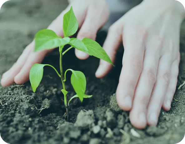 Mãos protegendo cuidadosamente um broto de planta jovem na terra, simbolizando o crescimento e a sustentabilidade ambiental.